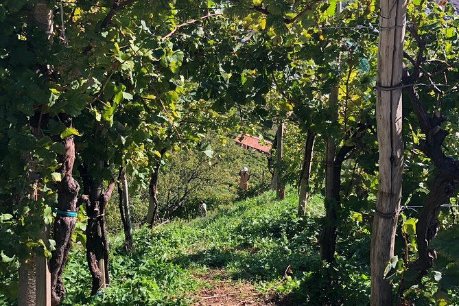 A Sparkling Day in the Prosecco Hills from Venice - Conegliano and the second set of four wines