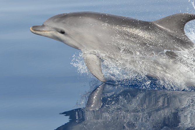 Alghero - Dolphin Watching and Guided Snorkeling (summer tour) - Key points to know before you book