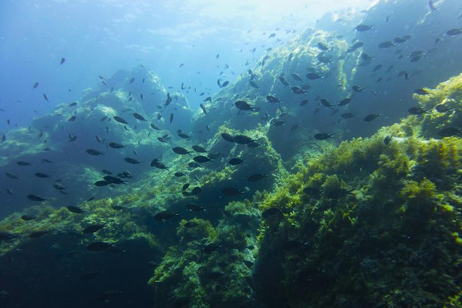 Alghero - Dolphin Watching and Guided Snorkeling (summer tour) - A dolphin trip with a real purpose