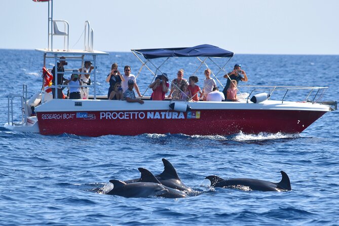 Alghero - Dolphin Watching and Guided Snorkeling (summer tour) - Price, group size, and what you receive