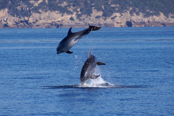 Alghero - Dolphin Watching and Guided Snorkeling (summer tour) - Sea conditions and cancellation rules