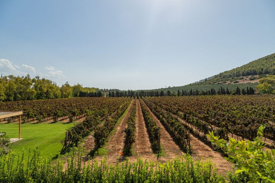 Alghero: Wine and Olive Oil Tasting at a Local Farm - The olive oil finish