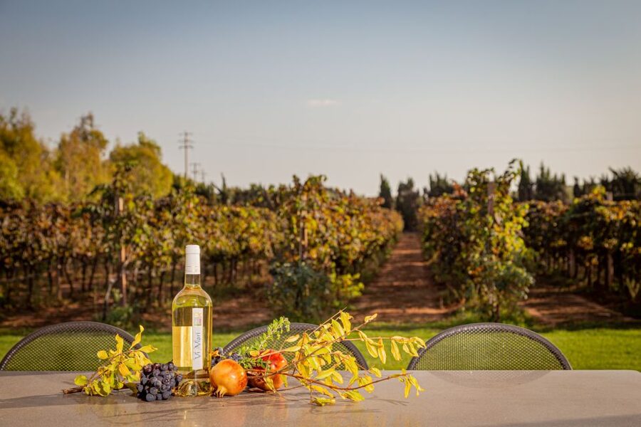 Alghero: Wine and Olive Oil Tasting at a Local Farm - Getting there from Alghero