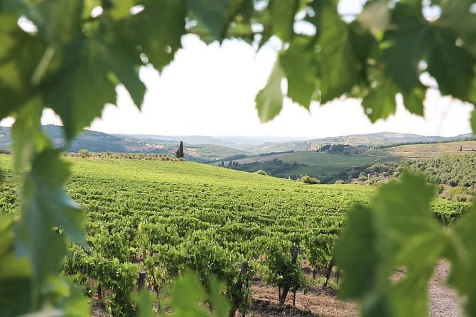 Chianti Wine Tour from Florence - Who should book this half-day outing?