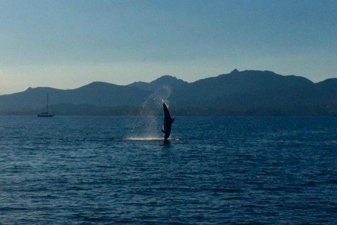 Dolphin Watching Tour - from Golfo Aranci - At a glance: what makes this dolphin trip special