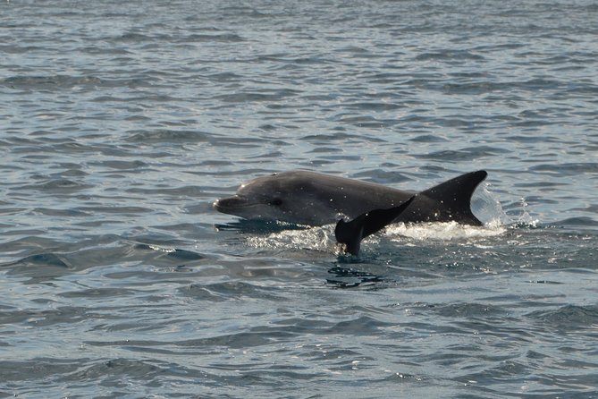 Dolphin Watching Tour - from Golfo Aranci - Leaving Spiaggia Sos Aranzos for Figarolo