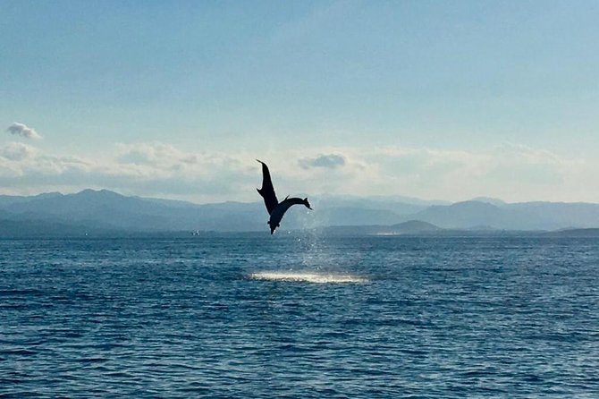Dolphin Watching Tour - from Golfo Aranci - Searching the waters off Capo Figari