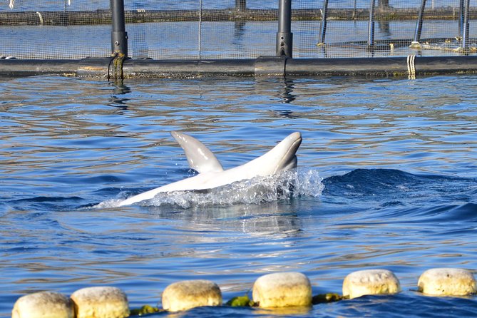 Dolphin Watching Tour - from Golfo Aranci - What the 90 minutes feel like