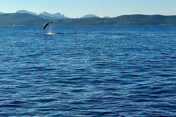Dolphin Watching Tour - from Golfo Aranci - Who should book this outing?