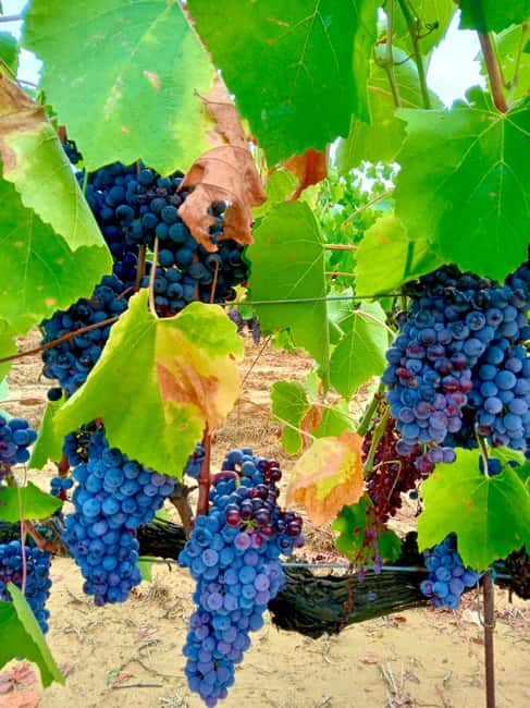 Florence: Countryside Tour with Wine Tasting & Pasta Class - The People Make the Day Feel Personal