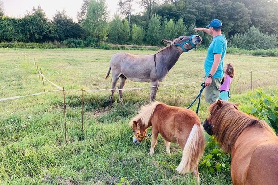 Florence: Countryside Tour with Wine Tasting & Pasta Class - Rain, Heat, and Seasonal Conditions