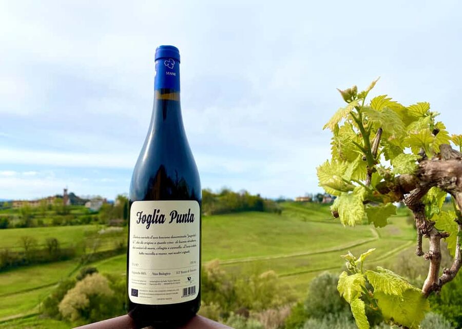 Florence: Countryside Tour with Wine Tasting & Pasta Class - Who Should Book This Tuscan Day Trip?