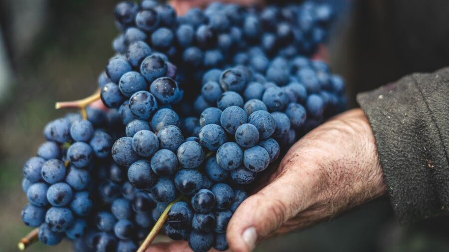 From Florence: Chianti Hills Half-Day Tour with Wine Tasting - Seven wines with Tuscan bites