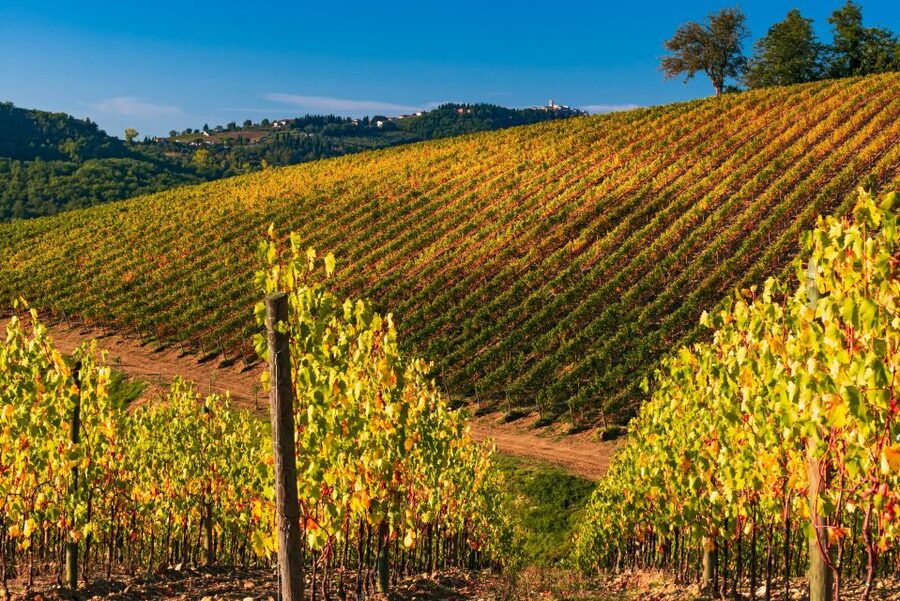From Florence: Chianti Hills Half-Day Tour with Wine Tasting - Who will enjoy this Chianti outing?