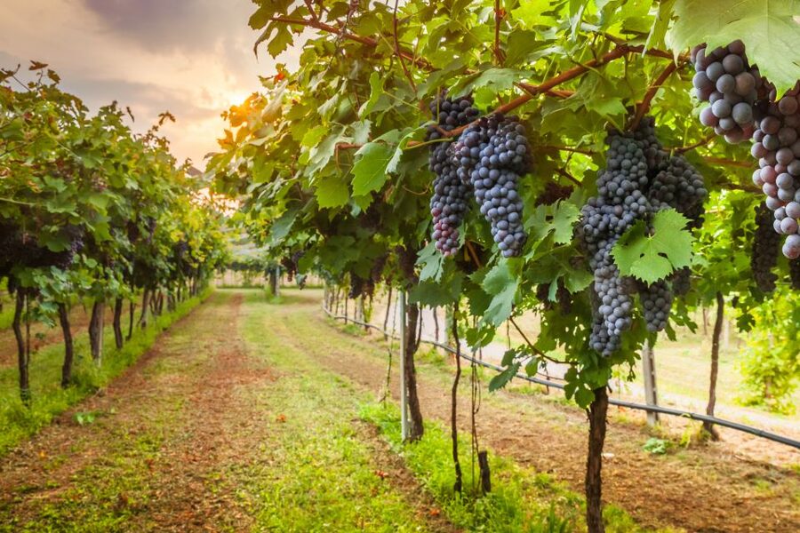 From Florence: Chianti Wine Tour with Tasting - The practical side of a 5.5-hour outing