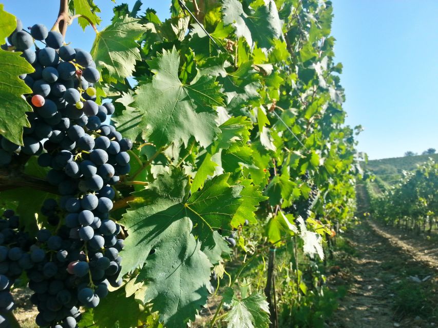 From Florence: Chianti Wine Tour with Tastings - Second stop: vineyards, cellar, garden, and four wines