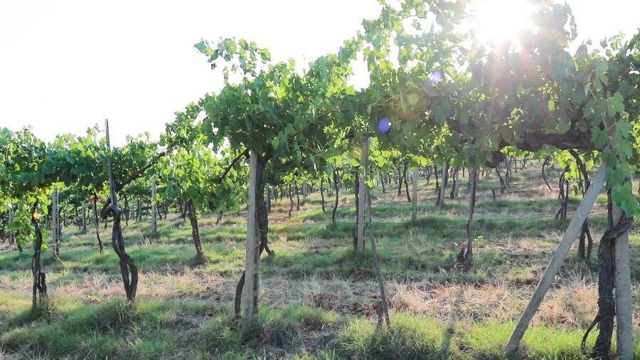 From Florence: Chianti Wine Tour with Tastings - What you will actually learn about Chianti wine