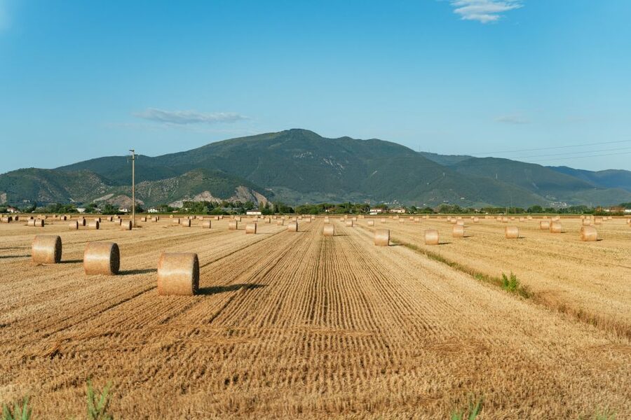 From Florence: Siena, San Gimignano, Pisa & Lunch at Winery - Pisa beyond the Leaning Tower