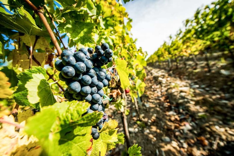 From Florence: Tuscany Wine & Food Tour with Guide - Meeting in Florence and heading into the countryside