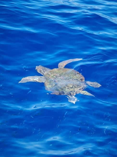 From Sorrento: Capri Boat Tour with Blue Grotto Visit - Three hours in Capri: plan one priority