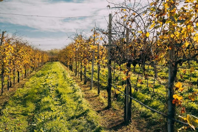 From Venice: Prosecco Hills and Wine Tasting Tour - Valdobbiadene: vineyards, views, and the first tasting