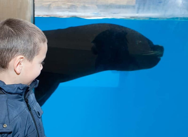 Gardaland SEA LIFE Aquarium: Open Date Entry Ticket - Meeting the sea lions