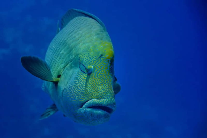 Gardaland SEA LIFE Aquarium: Open Date Entry Ticket - Walking beneath the Oceanic Tank