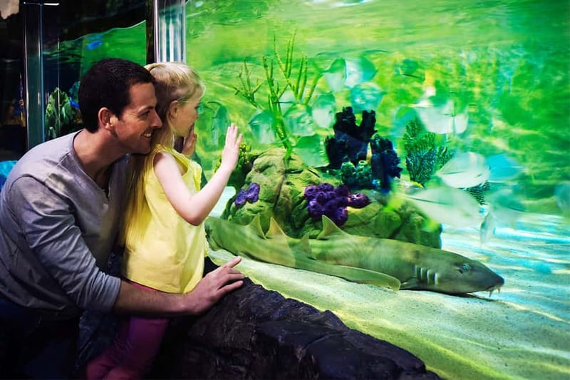 Gardaland SEA LIFE Aquarium: Open Date Entry Ticket - Queues, arrival, and the Peschiera shuttle