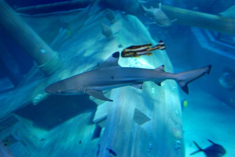Gardaland SEA LIFE Aquarium: Open Date Entry Ticket - Strollers, baby carriers, and access