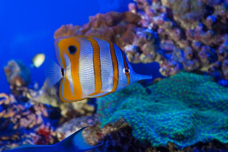 Genoa: Aquarium & Christopher Columbus' House Entry Tickets - Who should book this Genoa experience
