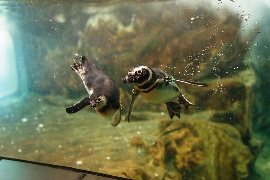 Genoa: Aquarium of Genoa Entry Ticket - Penguins, sharks, seals, and the smaller surprises