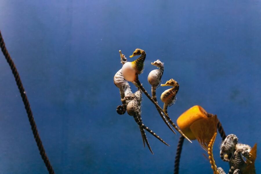 Genoa: Aquarium of Genoa Entry Ticket - Is the $35 price good value?