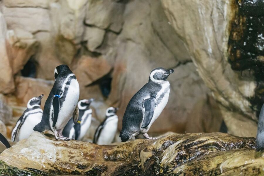 Genoa: Aquarium of Genoa with Lunch - Key points to know before you book