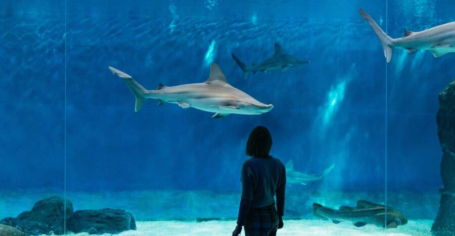 Genoa: Aquarium of Genoa with Lunch - My verdict: book it if convenience matters