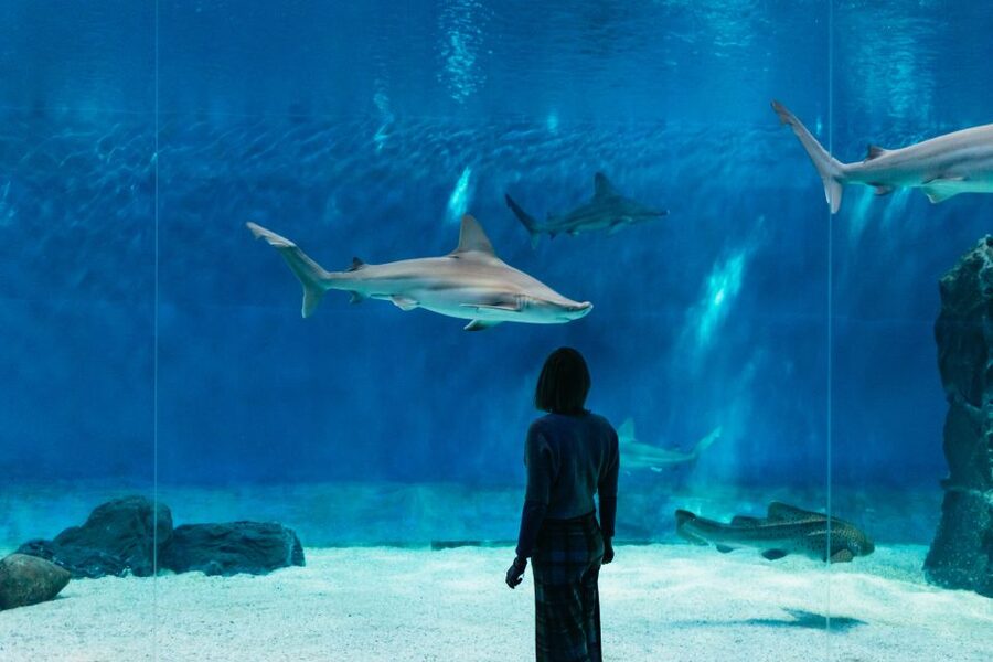 Genoa: Aquarium of Genoa with Lunch - Genoa Aquarium at Ponte Spinola