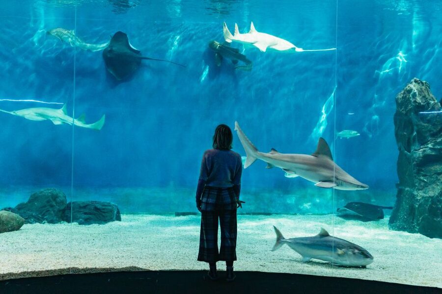 Genoa: Aquarium of Genoa with Lunch - Why the manatees, penguins, and dolphins matter