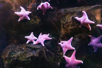 Aquarium of Genoa with Lunch