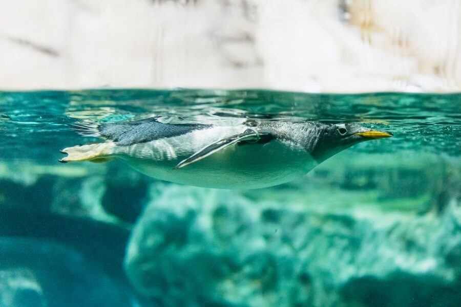 Genoa: Aquarium of Genoa with Lunch - Parking and arrival advice