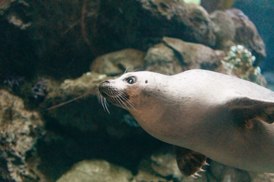 Genoa: Aquarium of Genoa with Lunch - Who will enjoy this aquarium package?