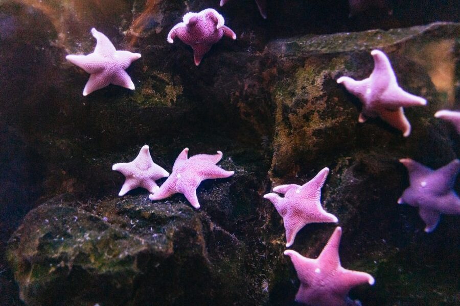 Genoa: Aquarium of Genoa with Lunch - Walking through the aquatic exhibits