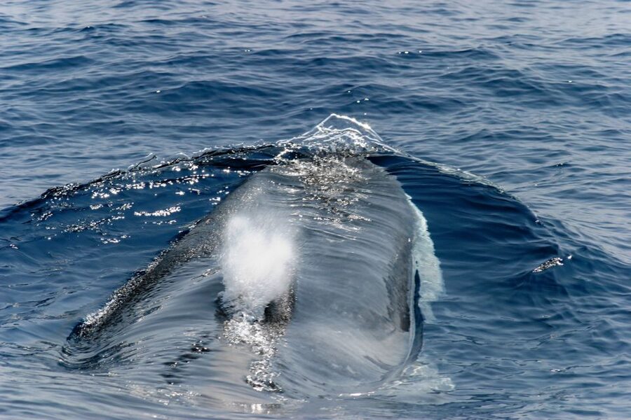 Genoa: Cetacean Watching Cruise with Marine Biologist Guide - Key points to know before booking