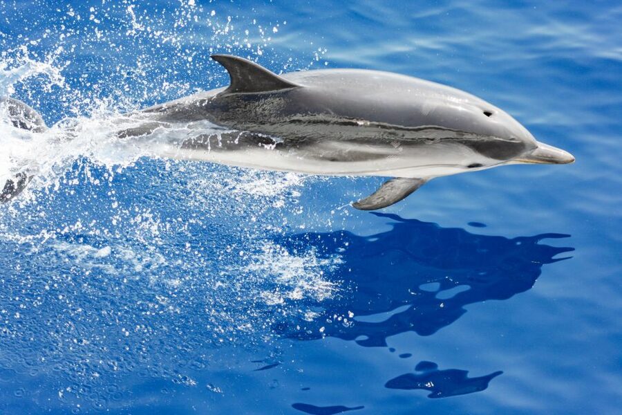 Genoa: Cetacean Watching Cruise with Marine Biologist Guide - Leaving from Genoa’s Aquarium Pier