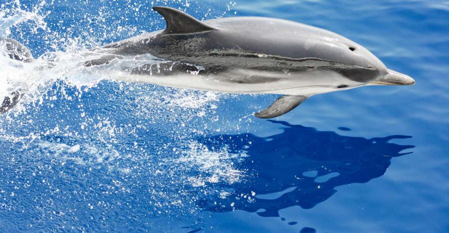 Genoa: Cetacean Watching Cruise with Marine Biologist Guide - Four and a half hours on the open sea