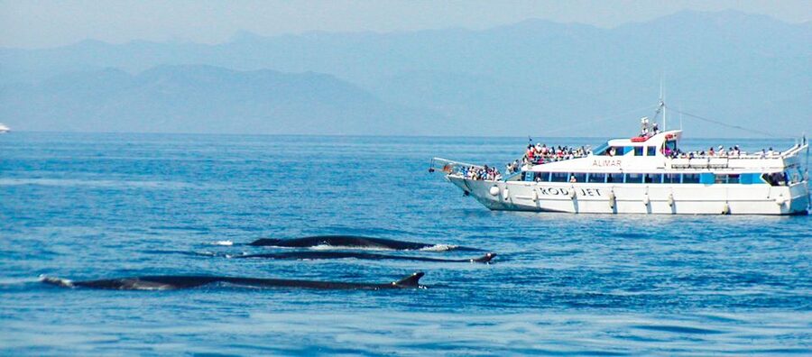 Genoa: Cetacean Watching Cruise with Marine Biologist Guide - Learning from the marine biologist