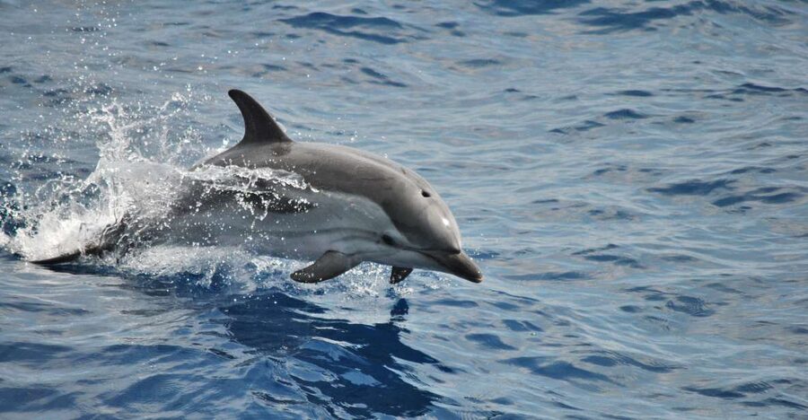 Genoa: Pelagos Sanctuary Whale Watching Cruise - Key points to know before you book