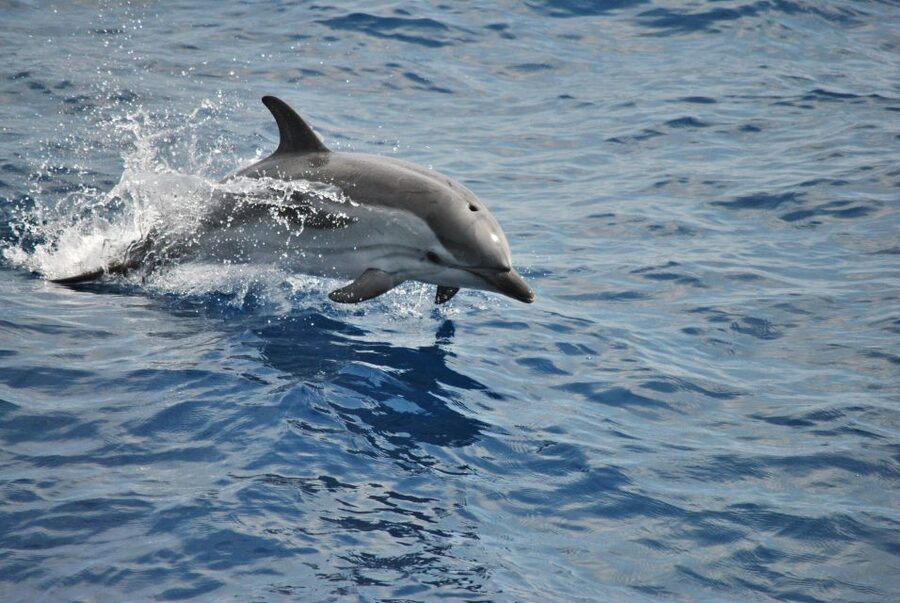 Genoa: Pelagos Sanctuary Whale Watching Cruise - From Genoa’s Porto Antico to the open sea