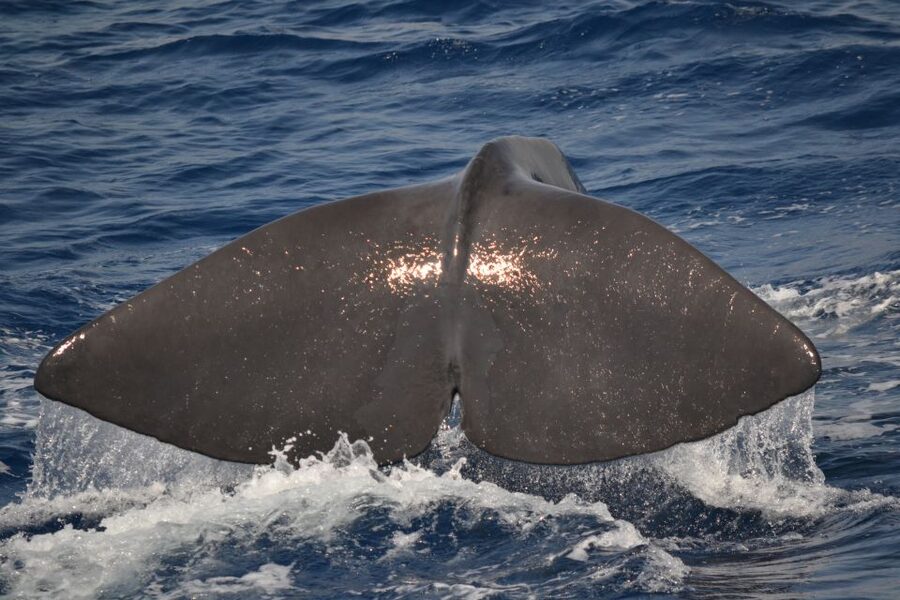 Genoa: Pelagos Sanctuary Whale Watching Cruise - The wildlife you might see