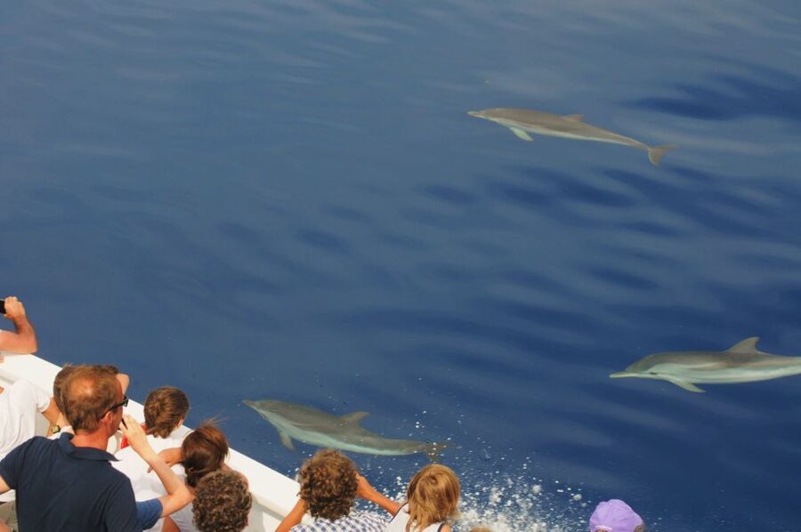 Genoa: Pelagos Sanctuary Whale Watching Cruise - A realistic four-hour timetable