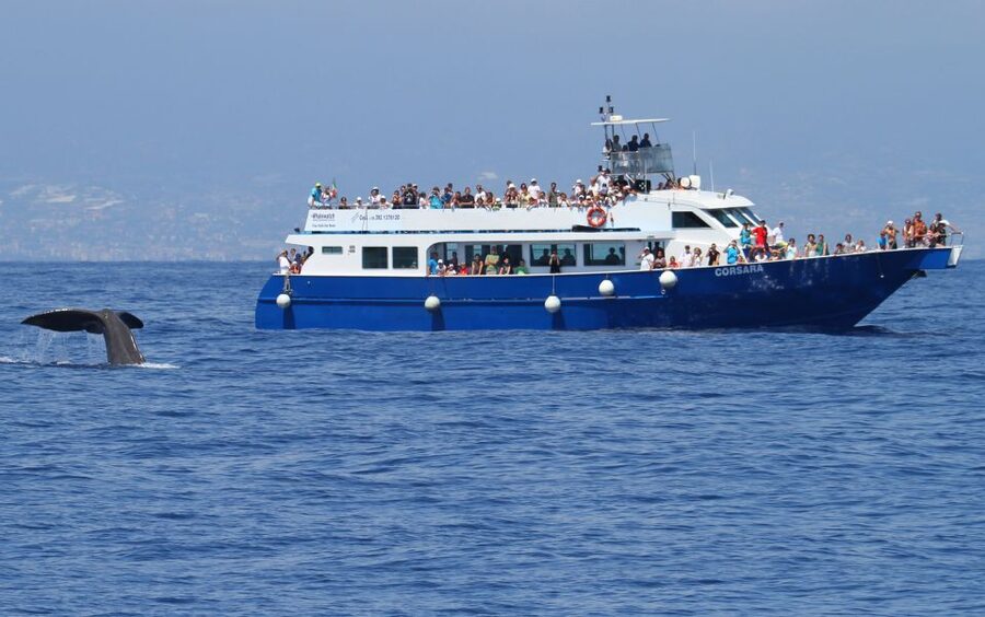 Genoa: Pelagos Sanctuary Whale Watching Cruise - Is the $51 price good value?