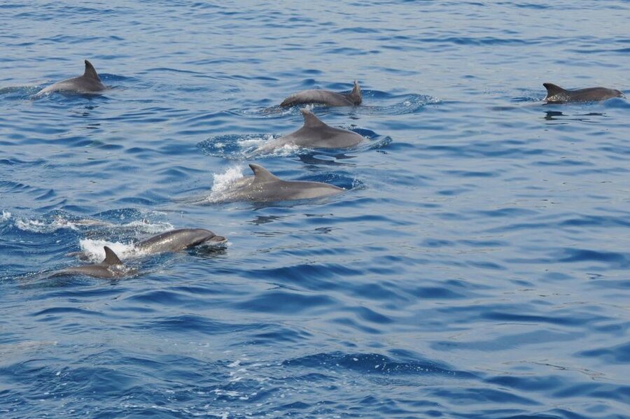 Genoa: Pelagos Sanctuary Whale Watching Cruise - What the biologist adds to the outing